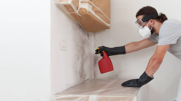 Professional Black Mold Removal technician working in Penney Farms, FL