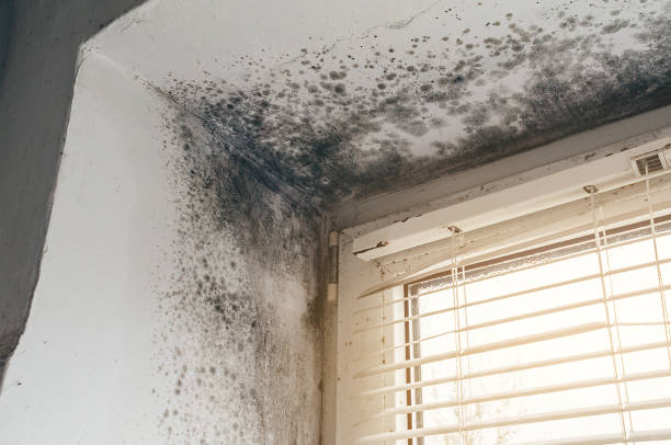 Affordable Black Mold Removal solutions in Penney Farms, FL